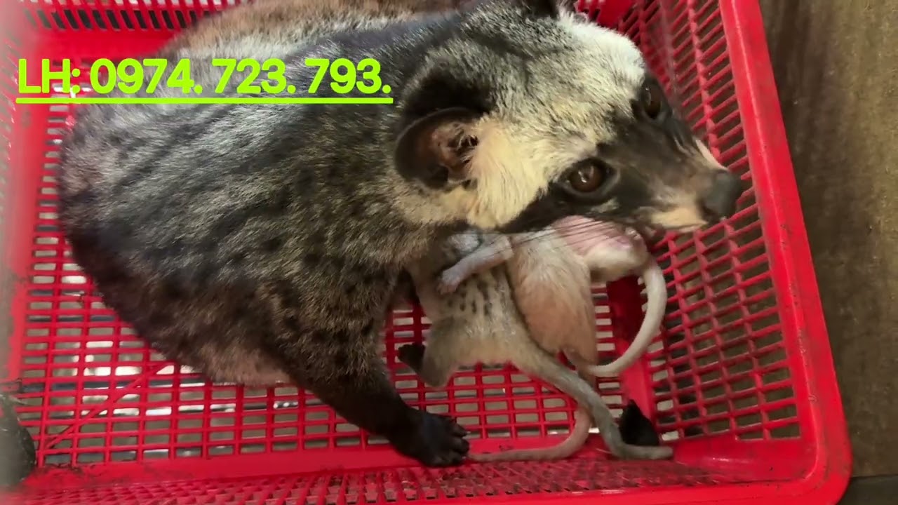 Giá chồn thương phẩm khi qua tết như thế nào| Chồn Hương Thuần Hoá.