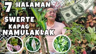 7 PLANTS THAT ARE LUCKY WHEN FLOWER BLOOMS | SWERTE KA SA MGA HALAMANG ITO!