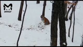 Тигрица из приморского сафари-парка лепит себе гигантский снежок