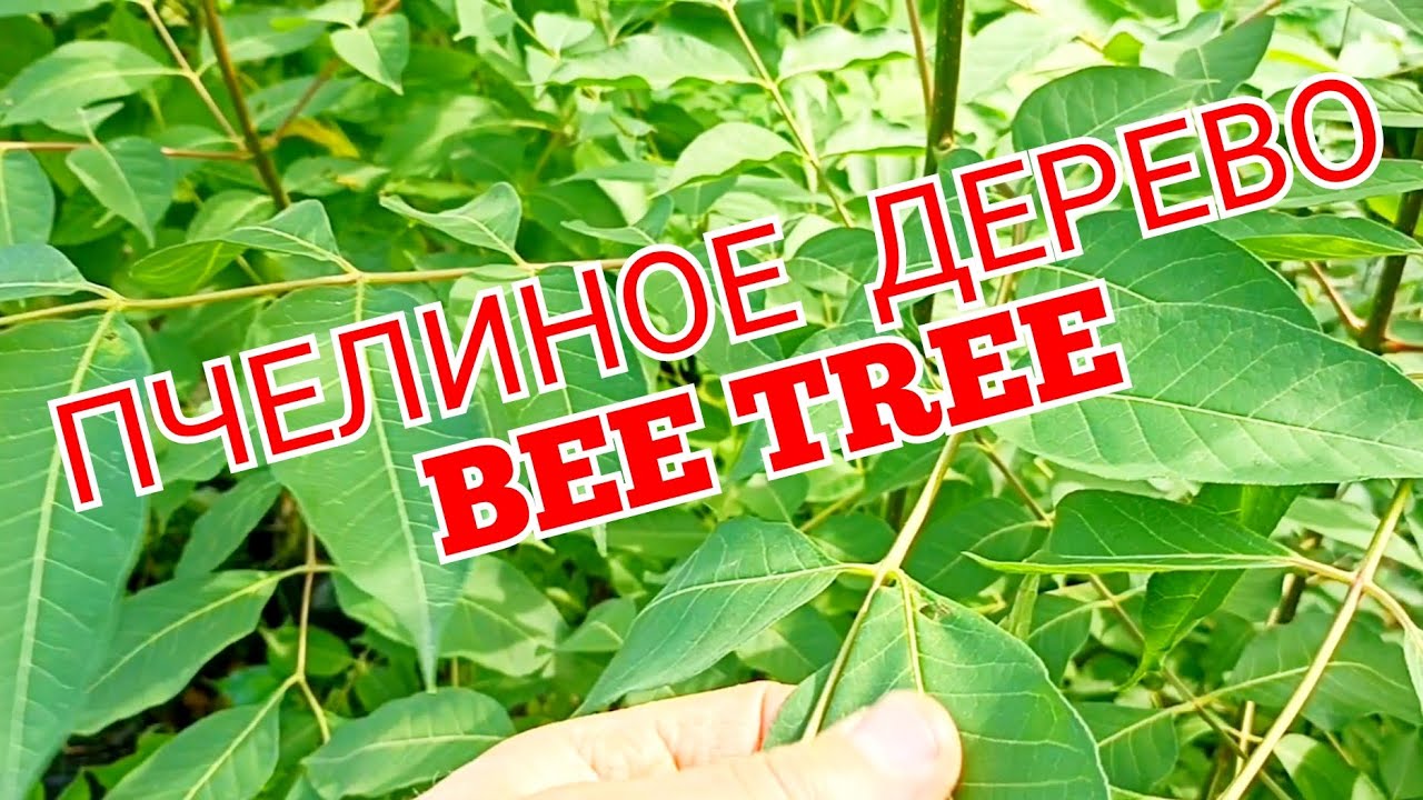 Эводия Даниэля, каков прирост за сезон. (Пчелиное дерево)