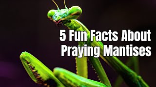 5 Fun Facts About Praying Mantises