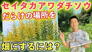 【質問回答】草刈機と鎌の使い分け方。セイタカアワダチソウの対策について