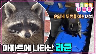 [#새롭동물농장]아파트에 나타난 수상한 그 녀석 그 정체는 바로 라쿤 / EP.1170 #TV동물농장 #AnimalFarm #SBSstory