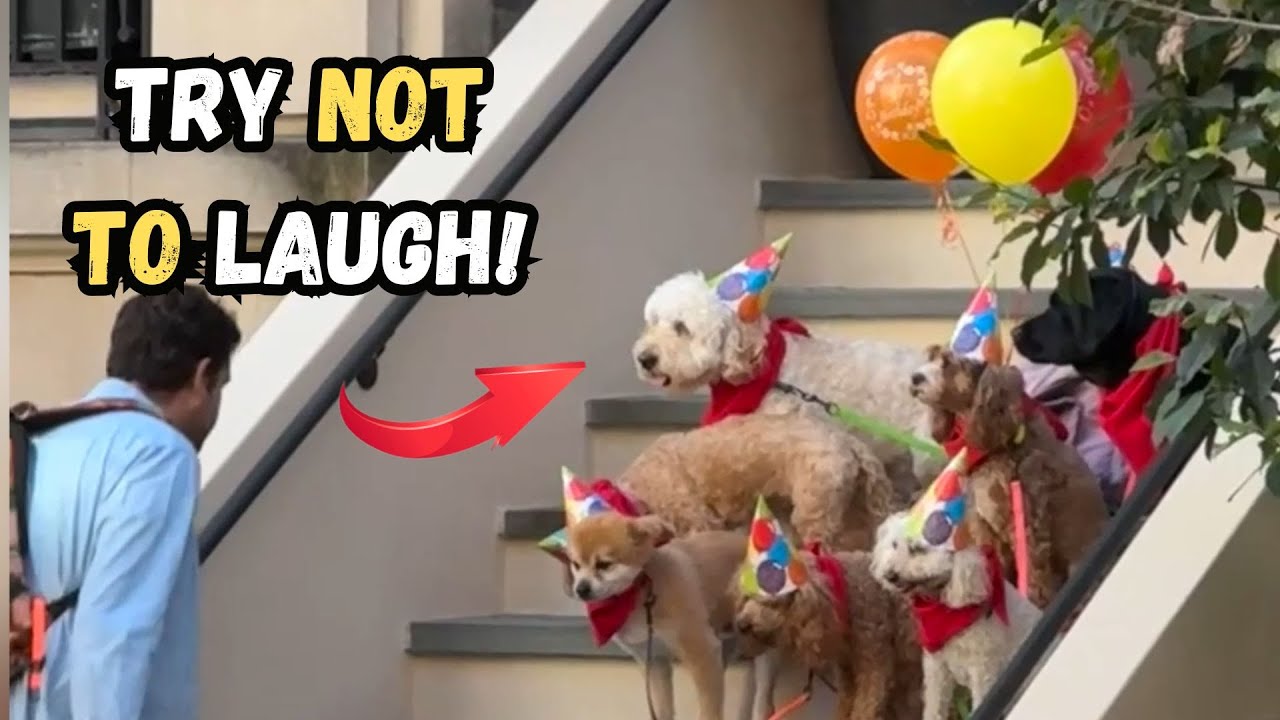 Funniest Pet Moments Compilation 😂 | Try Not to Laugh Challenge - YouTube