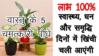 7 must have indoor vastu plants in your home for money good luck wealth and prosperity |