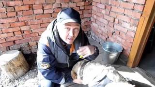 Как собаке дать таблетку Как собаке дать таблетку