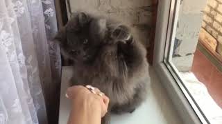 Лёлик даёт отпор Оставь меня в покое!!! Я тебе не игрушка! Лёлик даёт отпор Оставь меня в покое!!! Я тебе не игрушка!