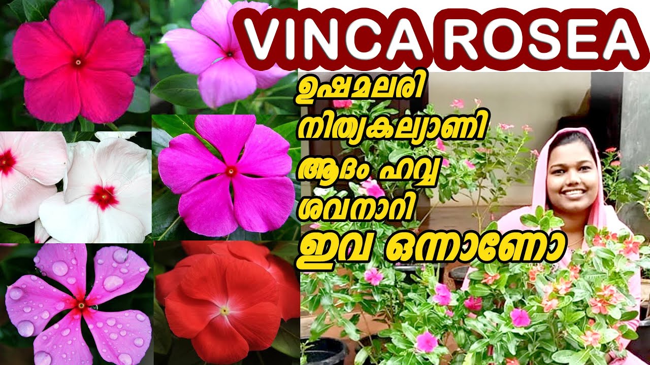 Vinca rosea plant care YouTube