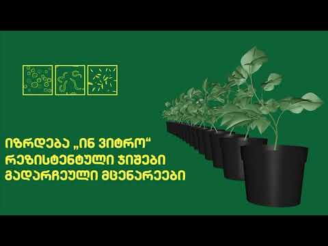 ფიტო - ესპანური სათესლე მასალის მწარმოებელი კომპანია!