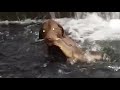 Fishing dog dives under water and catches a fish