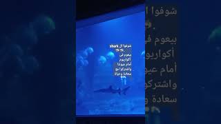 شوفوا بجد ال shark ? shark بيعوم أمامنا فى أكواريوم واشتركوا مع سعادة وحياة