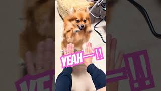 yeah　shortsポメラニアン犬面白　　　動画