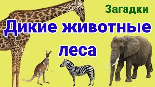 Дикие животные леса. Загадки для детей