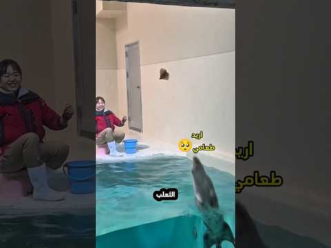 السيدة تلعب مع ثعلب الماء