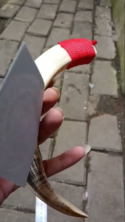 Taring Babi Asli Super Panjang 17,5cm