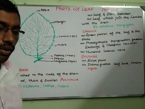 essay on parts of leaf