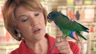 Your Bird Doesn't Wear a Diaper? - Avian Fashions, Multiview's Good Company