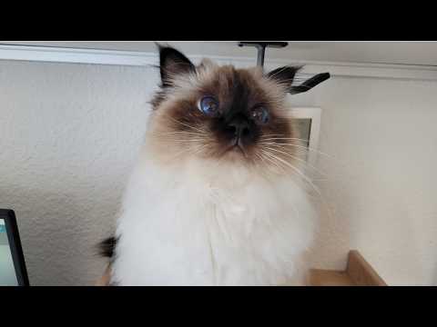 Vocal Artist Singing For Snacks