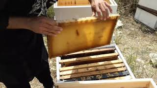 الدرس 69:: تجربة خلايا الفوم وبعض التحسينات على مبنى خلية لانجسترويث في منحل تربية النحل في فلسطين