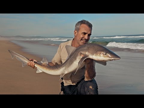 REQUINS, VAGUES ET ADRÉNALINE - Cyril Chauquet