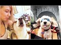 The Ultimate Funny Dog Viral Video Compilation | The Best Pet Videos 2019