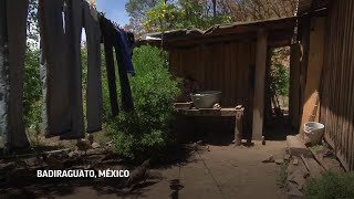 México: preocupa a cultivadores legalización de marihuana
