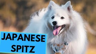 Japanese Spitz - TOP 10 Interesting Facts