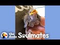 Rescued Wild Bird Loves To Imitate His Mom's Voice | The Dodo Soulmates