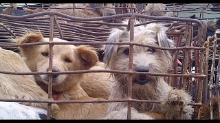 Dozens Of Dogs, Caged And Terrified. This Is Their Rescue Story