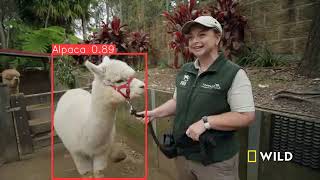 Alpaca Image Segmentation Video From GitHub Project