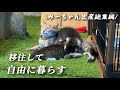 【総集編】移住して出会った猫との子育て奮闘記/保護から出産と旅立ちと現在