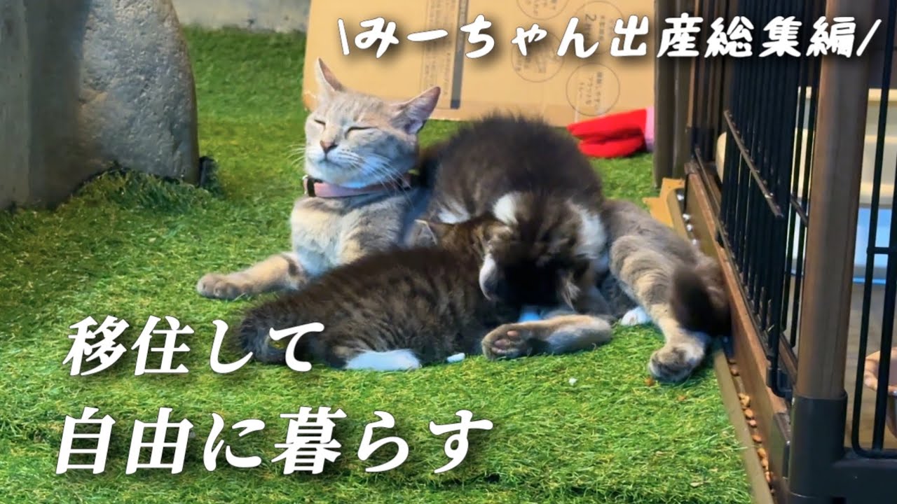 Compilation] A story of my struggle to raise a cat with a cat I