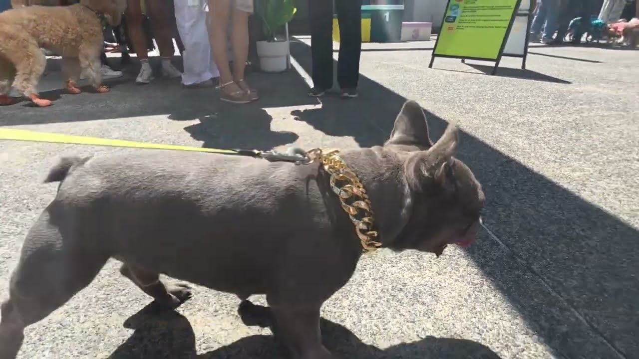 Gooch attends Vancouver Bark Park 2025