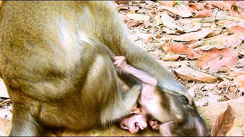 SORROWFUL WITH TERRIFIES TORTURING, ANISSA DEEPLY CRIES SCARE BY MUM ANNA HIT & KICKING TO STOP MILK