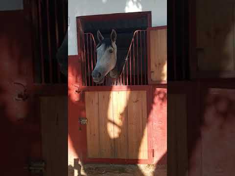 اسطبل الخيول