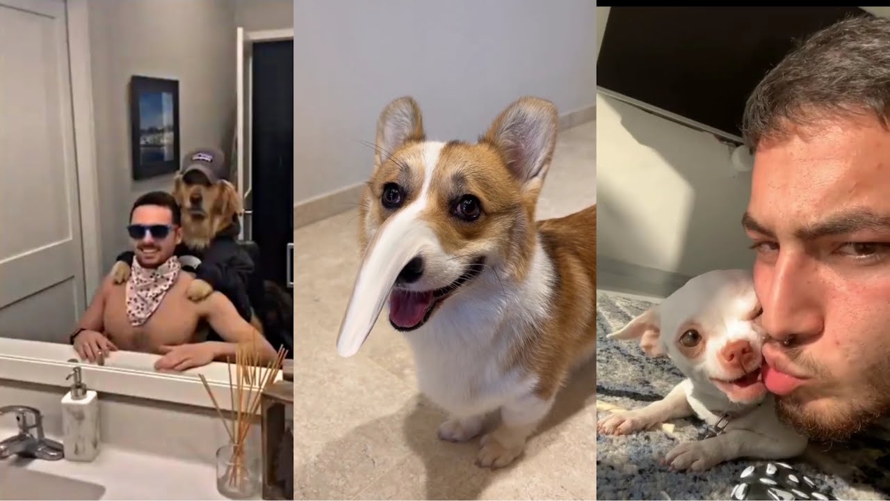 Man's Best Friend Dogs Funny Video Compilation 5 YouTube