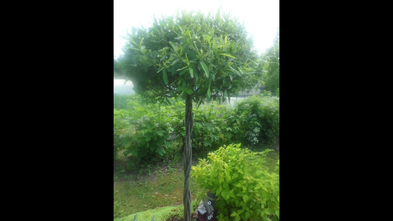 Плетение дерева из ивы для начинающих пошагово схема фото