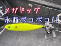 メガドッグで水面ボコボコ！！ランカーシーバス現る！！《東京湾》