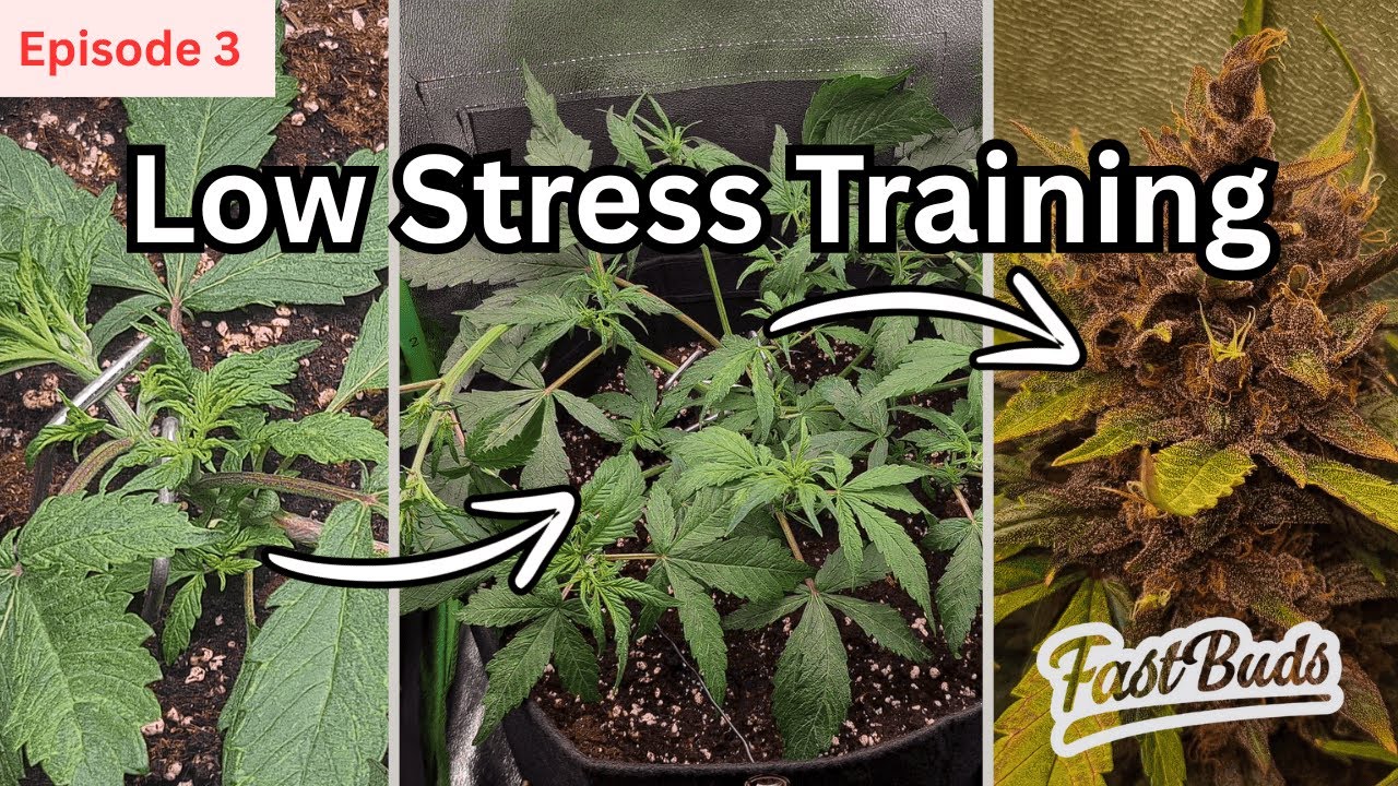 EP. 3 Autoflower LST Training Step-by-Step | LSD-25 Autoflower Grow by FastBuds