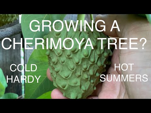 Video: Cherimoya augalų priežiūra: patarimai, kaip auginti kreminį obuolį