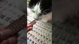 A customers Kitty trying rabbit for the first time! Our Indigenous strips are amazing treats for