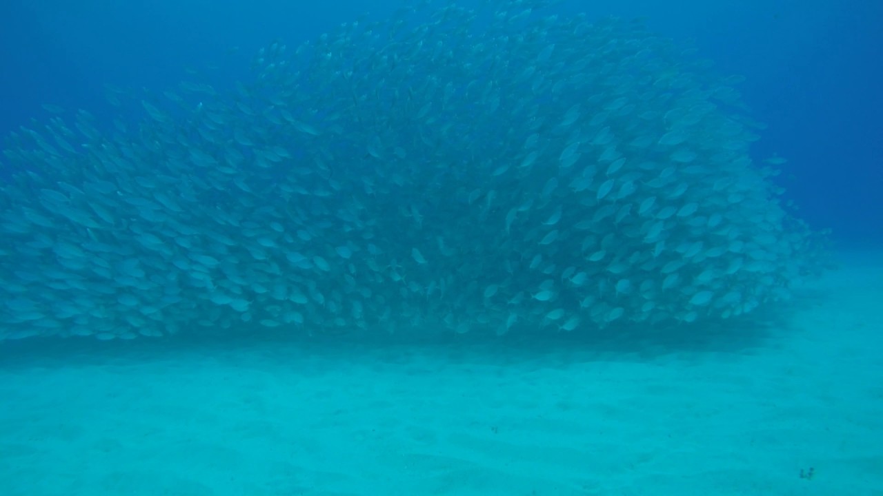 Baitball at Lau Lau beach dive Saipan