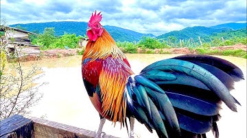 Saib qaib dib cuab tuaj zoo nraug