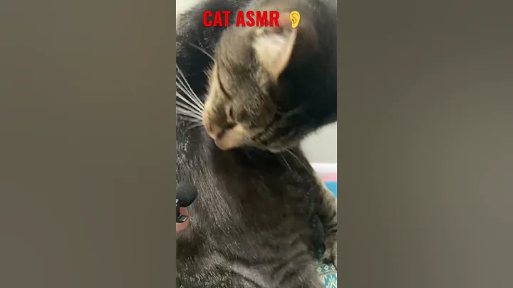 Watch the video about Cat Self-Grooming (ASMR) 👂 #shorts #asmr