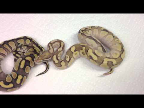 Morphs 101 - Fire Butter