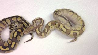 Famous Morphs 101 - Fire Butter Net Worth