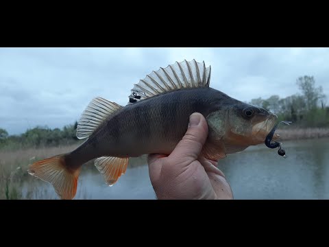 პასიური ქორჭილა \"ათრეულზე\"