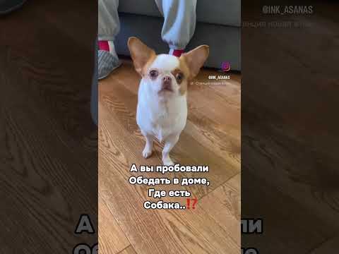 #собака #животные #собакадруг #dogs #dogshorts #doglife #animals #dog #funny #dogvideos