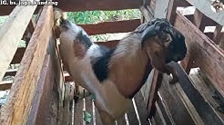 Kambing ternak milik bpk juri jenis jawa dan pejantan jawa randu - Durasi: 11.15. 