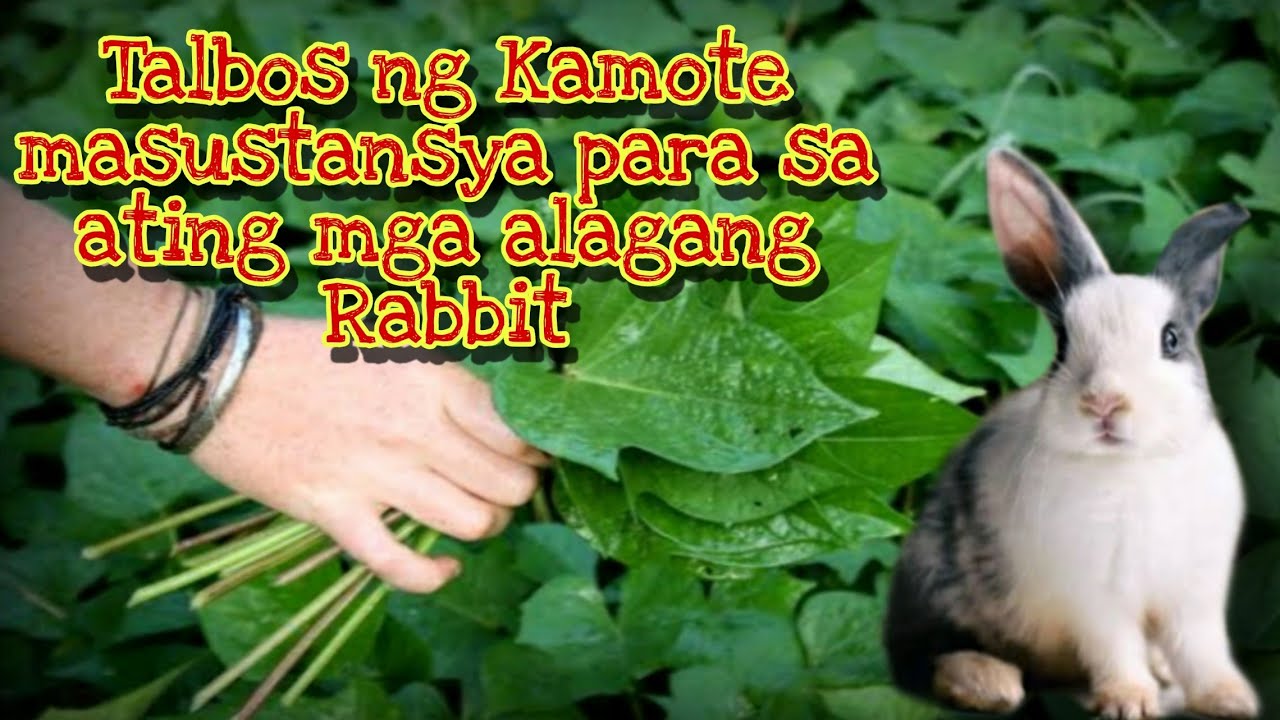 Rabbit farming Mga dapat mong malaman tungkol sa dahon ng Kamote